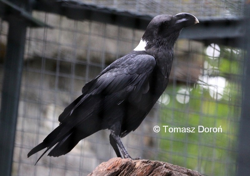 White-necked Raven - Tomasz Doroń