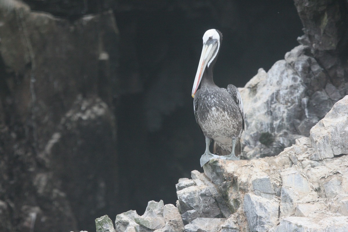 pelikán chilský - ML70124581