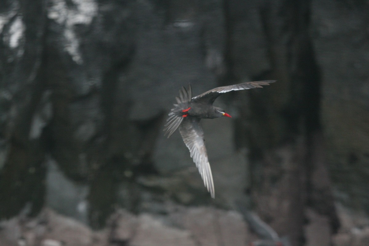 Red-legged Cormorant - Ryan Terrill