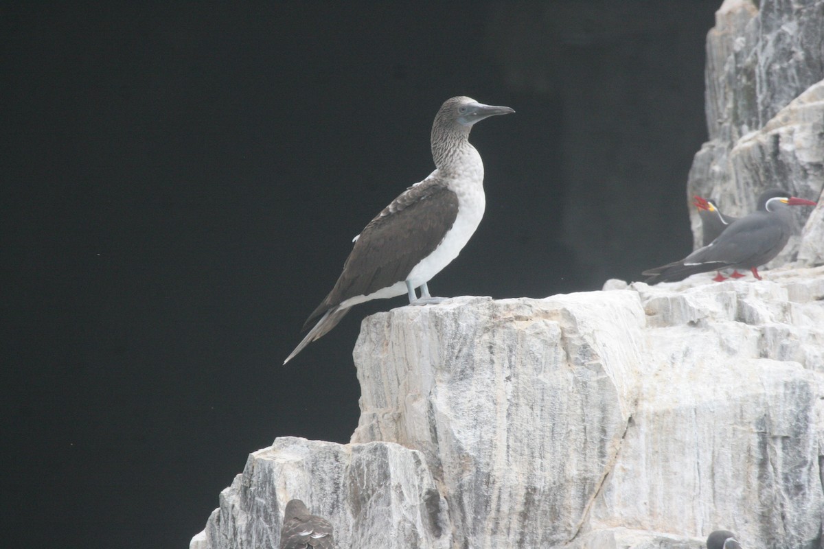 Blue-footed Booby - ML70124701