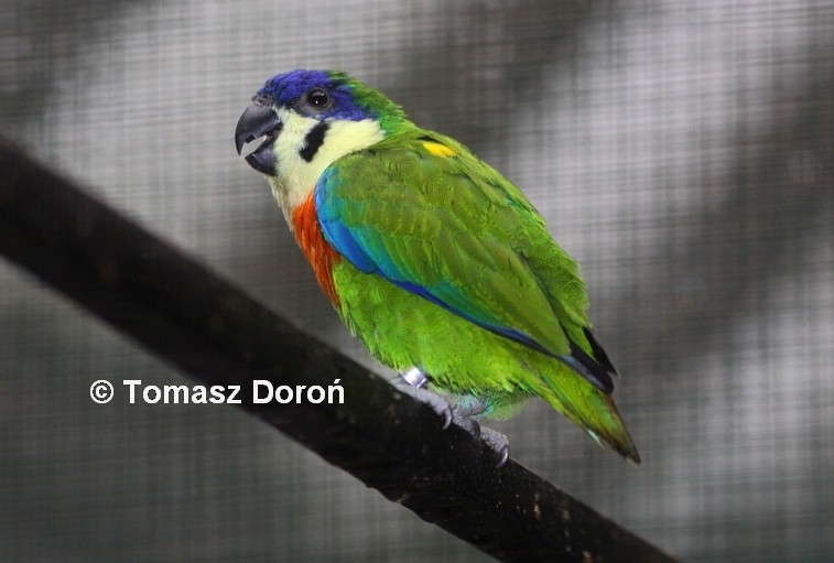 Blue-fronted Fig-Parrot - Tomasz Doroń