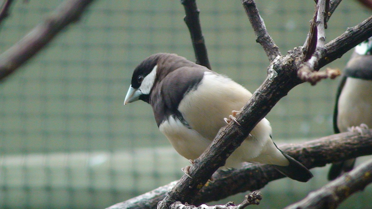 Timor Sparrow - JONATHAN BEILBY