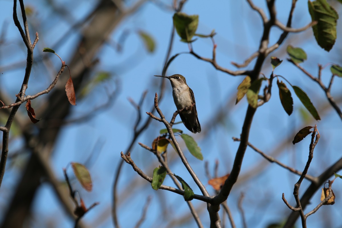 Ruby-throated Hummingbird - Jacob C. Cooper