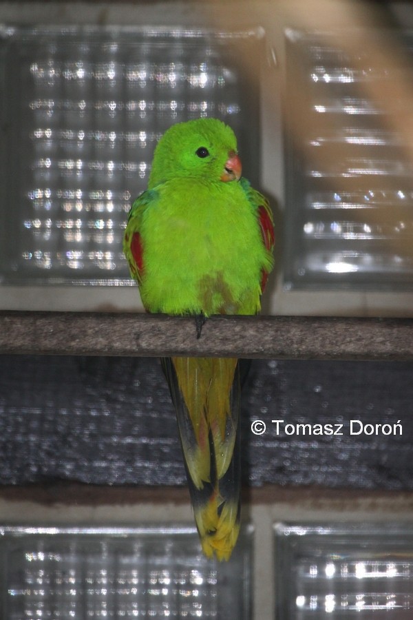 Olive-shouldered Parrot - Tomasz Doroń