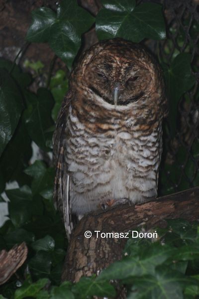 Rusty-barred Owl - Tomasz Doroń