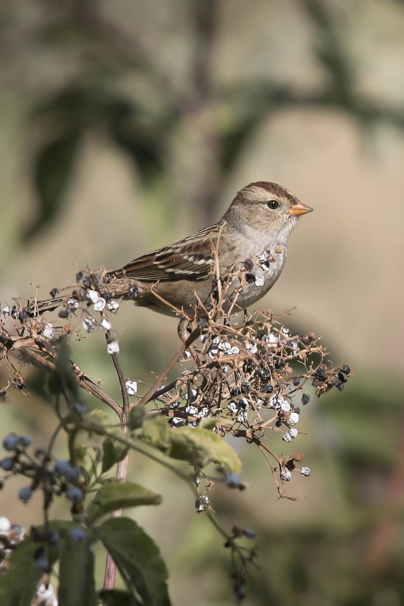 White-crowned Sparrow - ML70130611