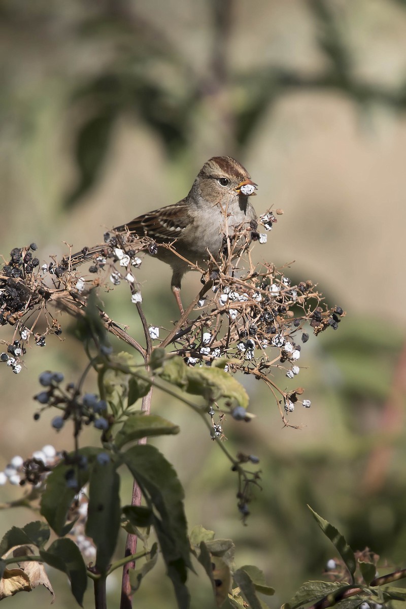 White-crowned Sparrow - ML70130621