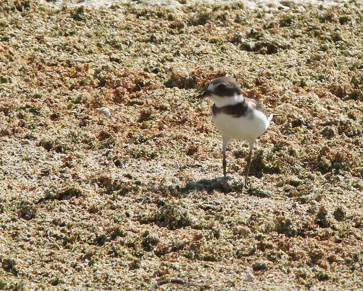 Semipalmated Plover - Mary Keim