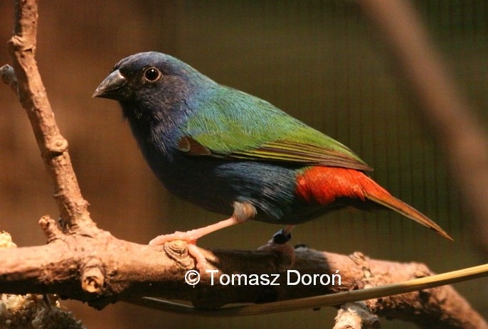 Tricolored Parrotfinch - Tomasz Doroń