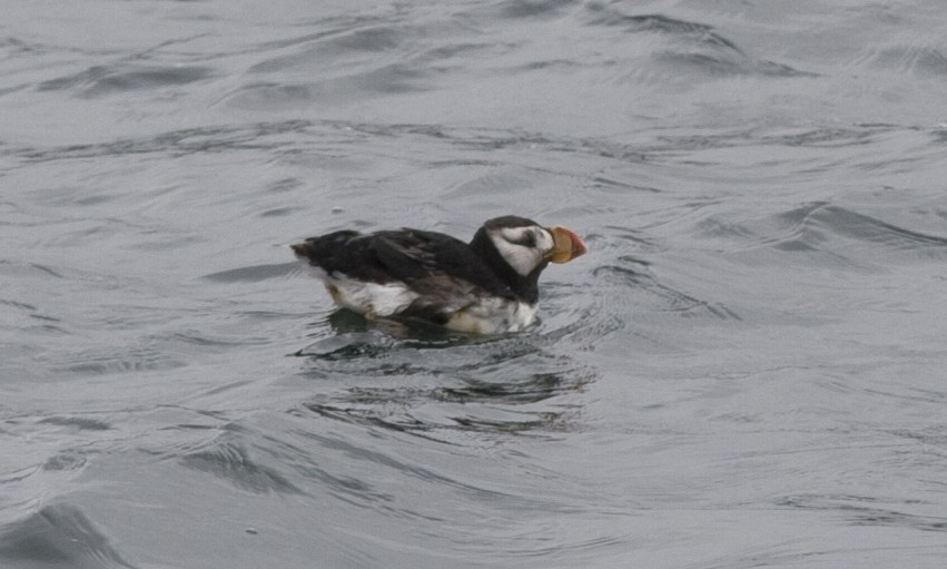 Horned Puffin - ML70132851