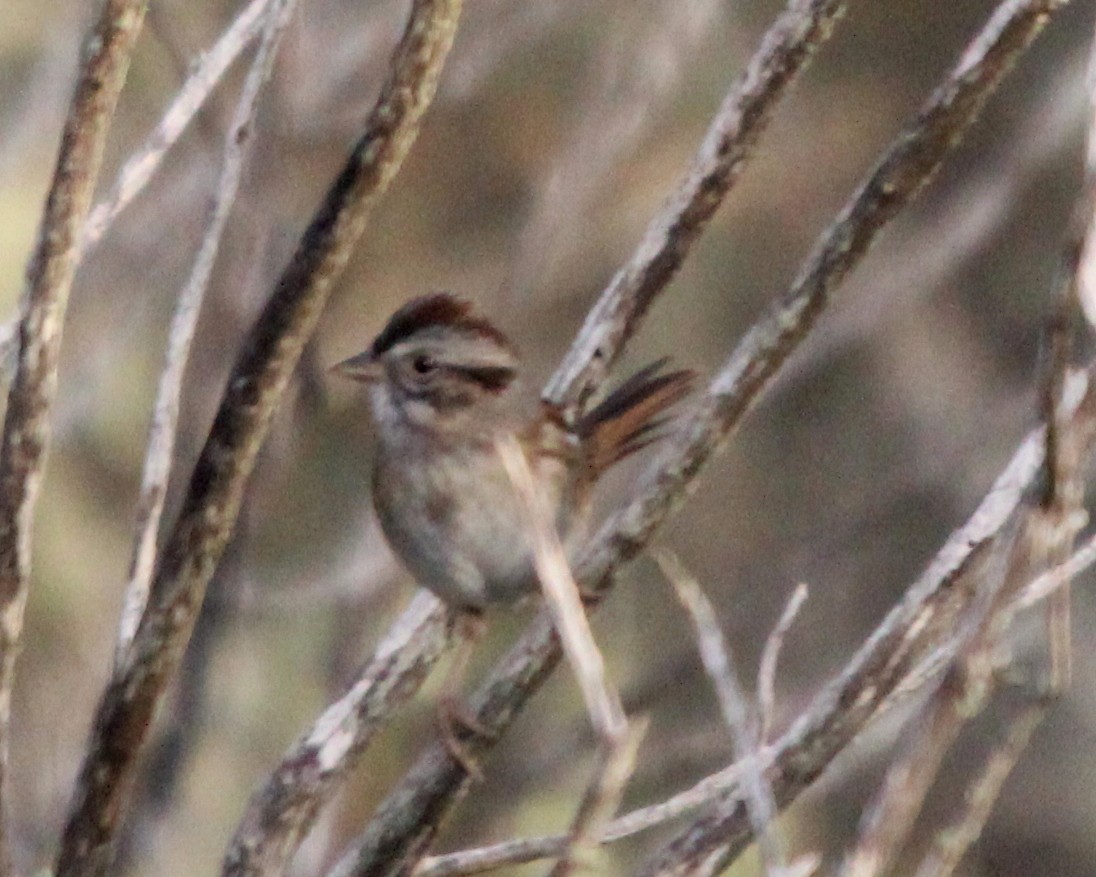 Swamp Sparrow - ML70133061