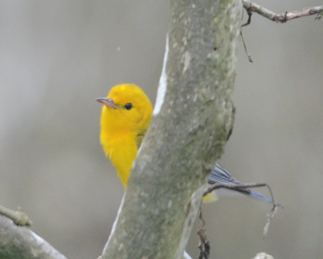 Prothonotary Warbler - ML70133811