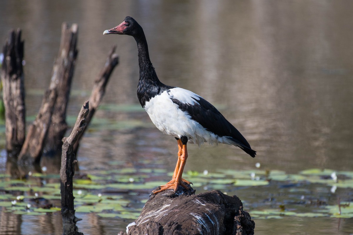 Magpie Goose - Terence Alexander