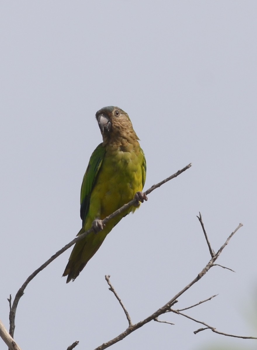 Brown-throated Parakeet (Brown-throated) - Nikolaj Mølgaard Thomsen