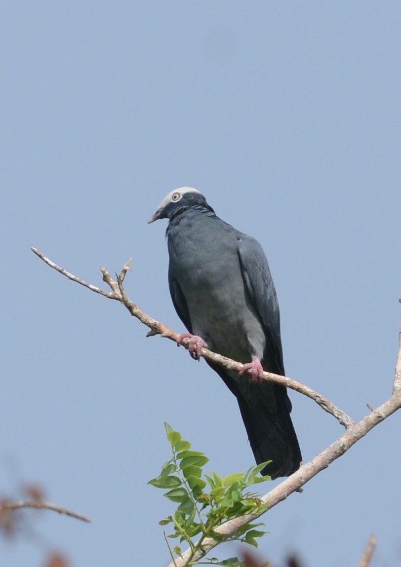 White-crowned Pigeon - ML70134331