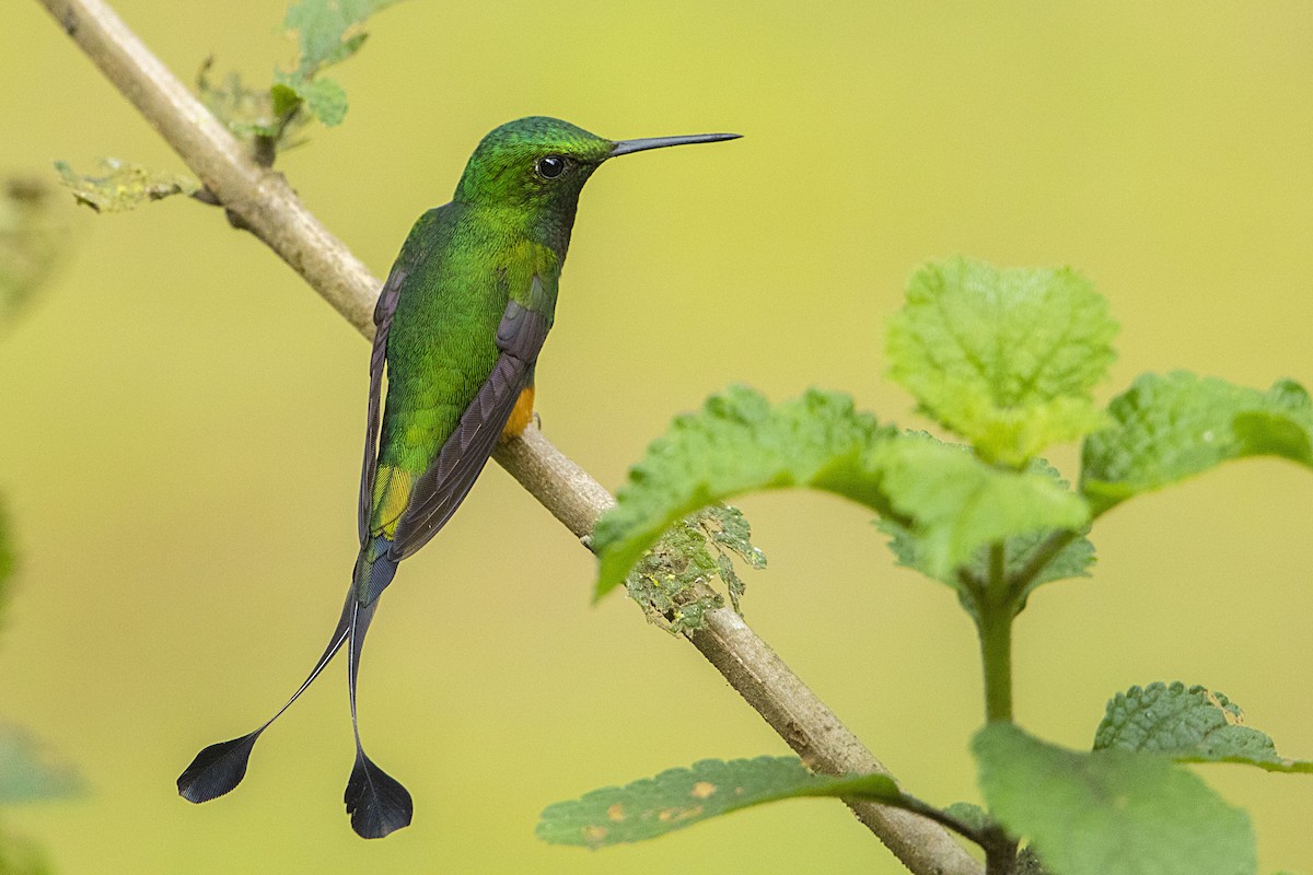Rufous-booted Racket-tail - Bradley Hacker 🦜