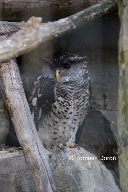 Barred Eagle-Owl - Tomasz Doroń
