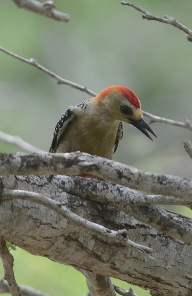 Red-crowned Woodpecker - Nikolaj Mølgaard Thomsen