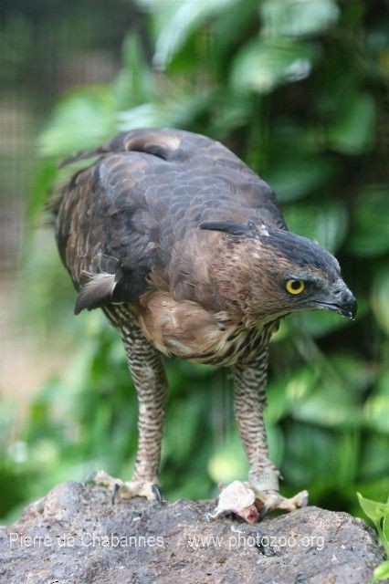 Wallace's Hawk-Eagle - Pierre de Chabannes