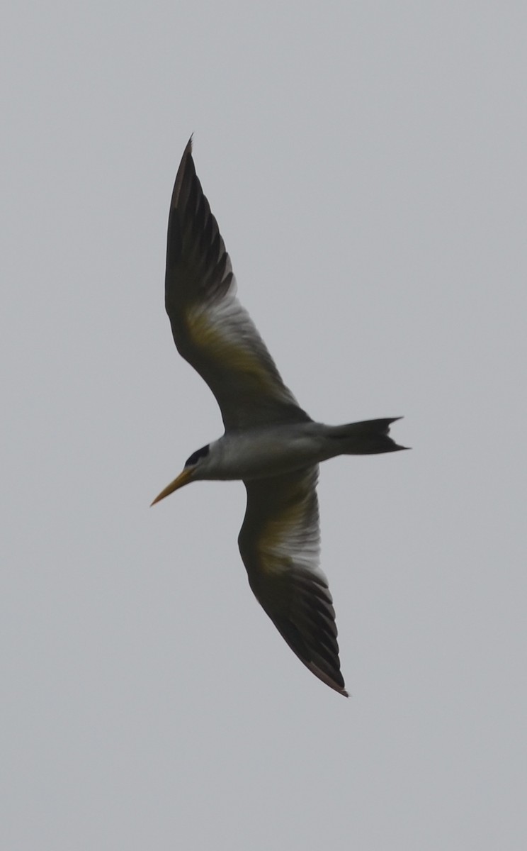 Large-billed Tern - ML70136111