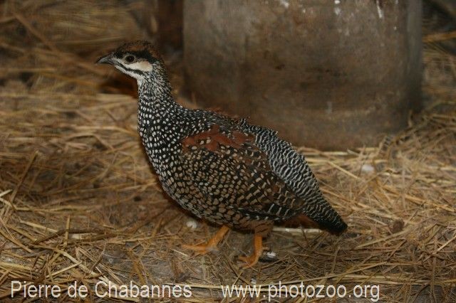 Chinese Francolin - Pierre de Chabannes