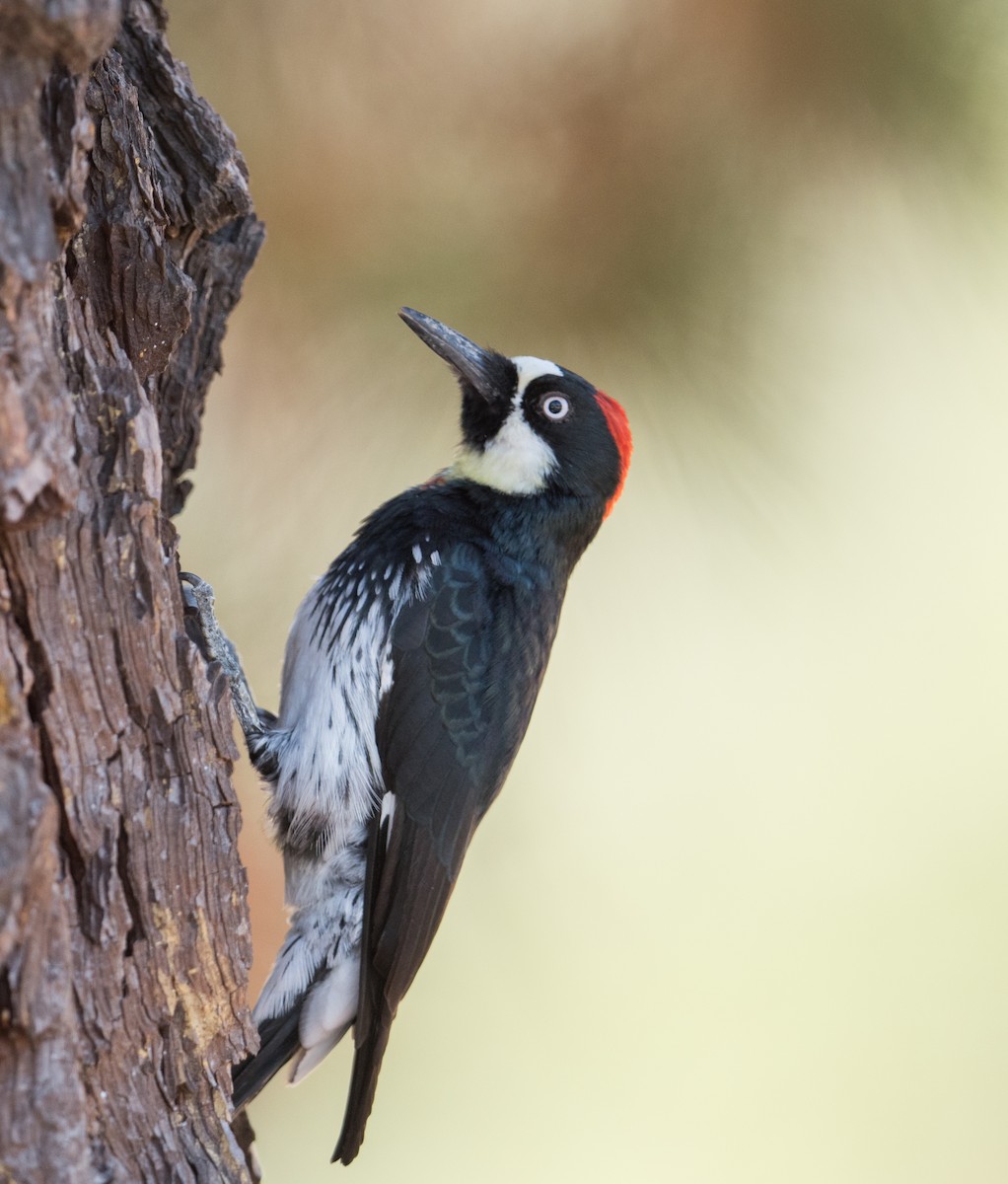 Acorn Woodpecker - Michael Bolte