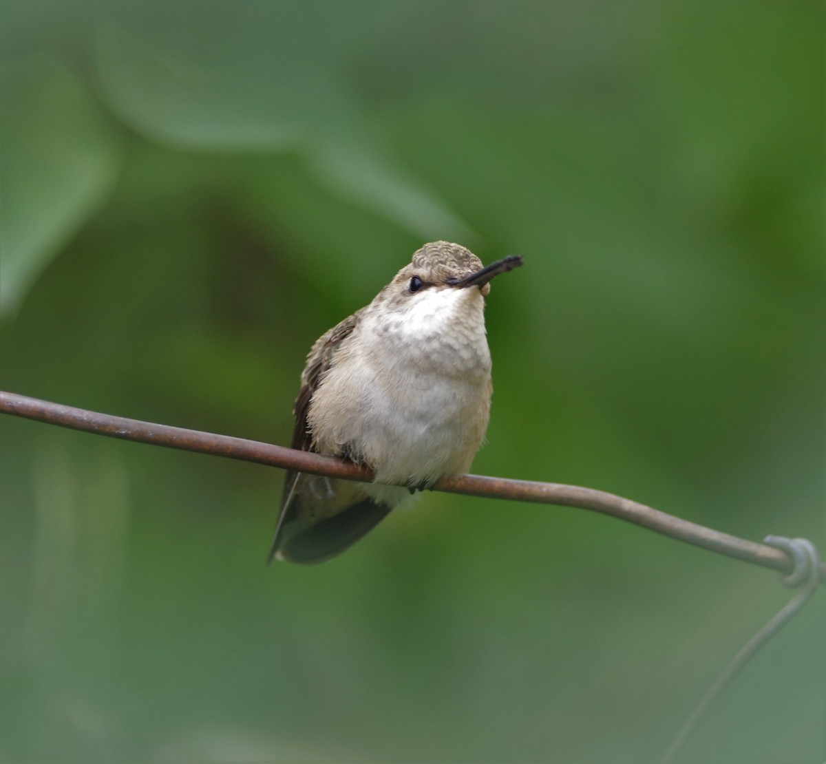 Black-chinned Hummingbird - ML70139081