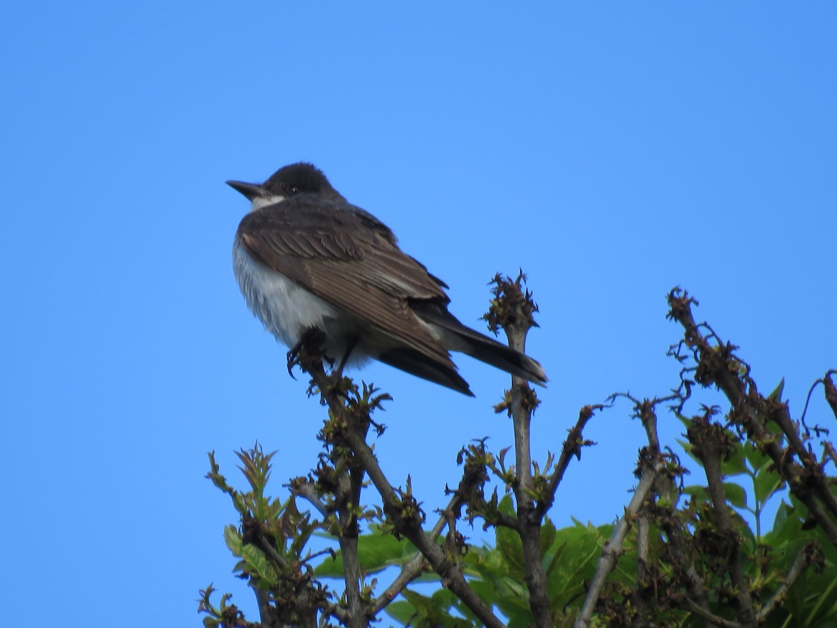 Eastern Kingbird - Edison🦉 Ocaña