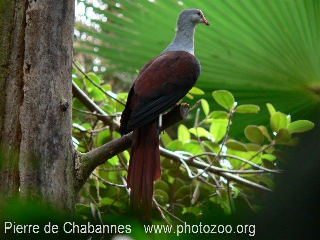 Great Cuckoo-Dove - Pierre de Chabannes