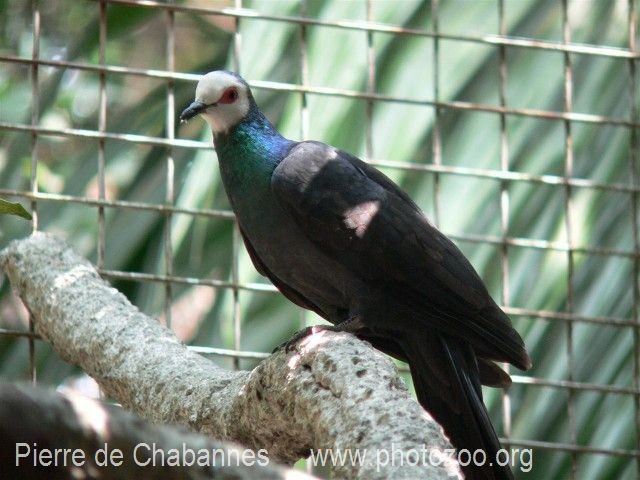White-faced Cuckoo-Dove - Pierre de Chabannes
