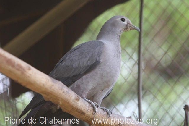 Gray Imperial-Pigeon - Pierre de Chabannes