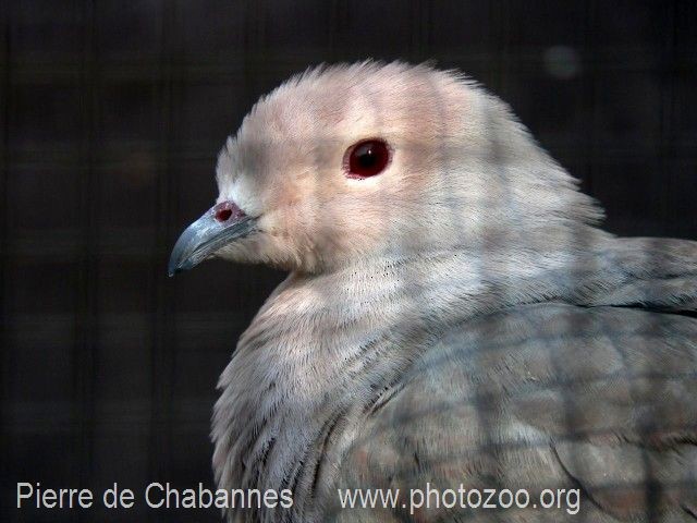 Pink-headed Imperial-Pigeon - Pierre de Chabannes