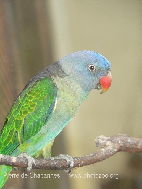 Blue-rumped Parrot - Pierre de Chabannes