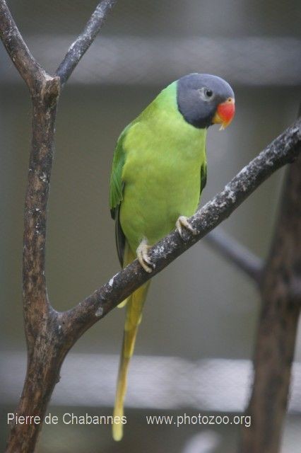 Gray-headed Parakeet - Pierre de Chabannes