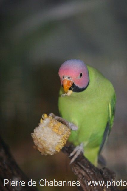 Blossom-headed Parakeet - Pierre de Chabannes