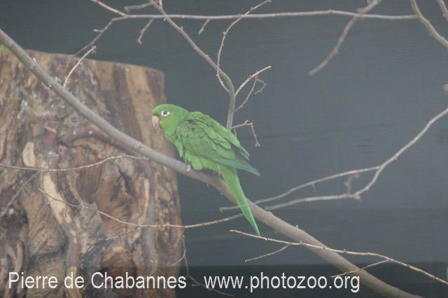 Hispaniolan Parakeet - Pierre de Chabannes