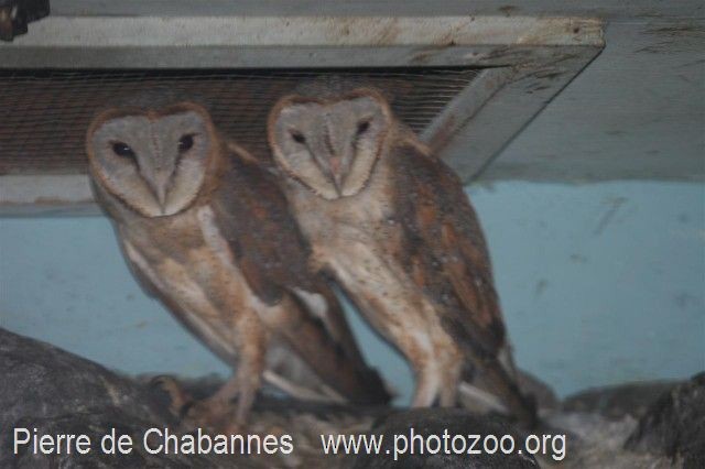 Sulawesi Masked-Owl - Pierre de Chabannes