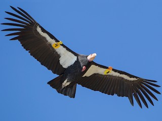  - California Condor