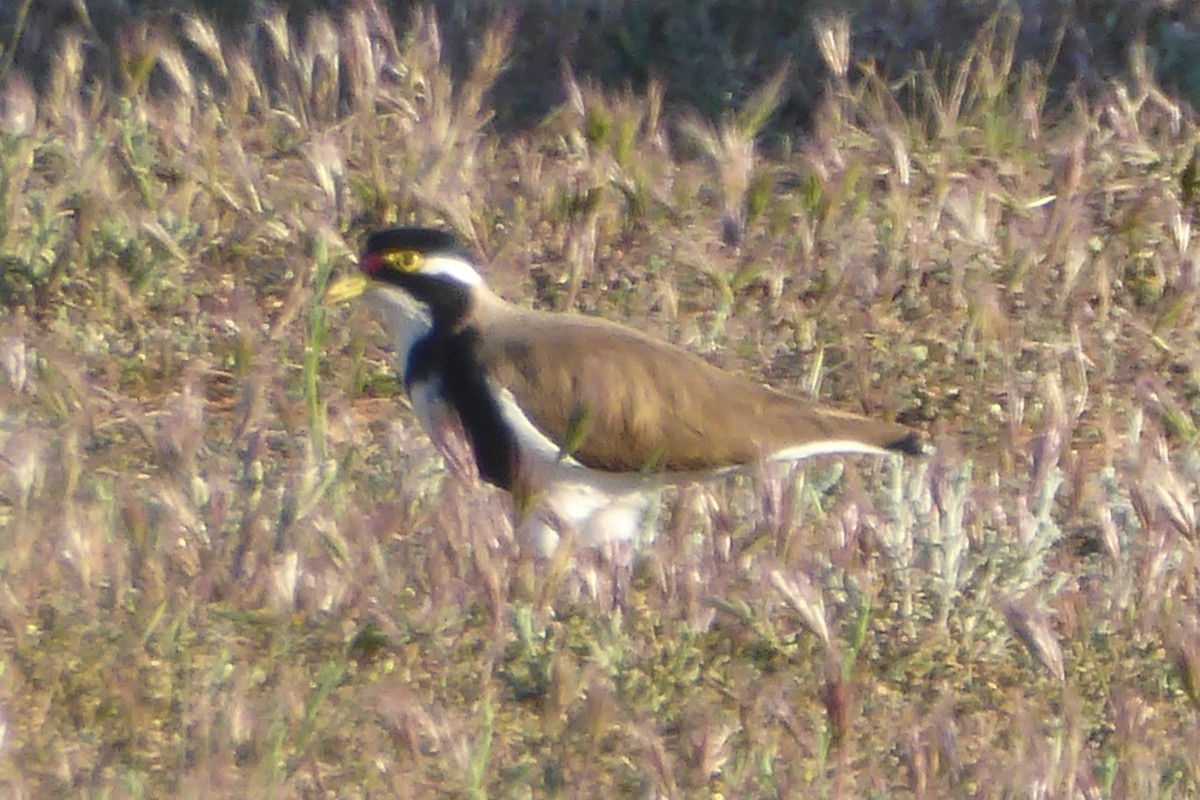 Banded Lapwing - ML70143711