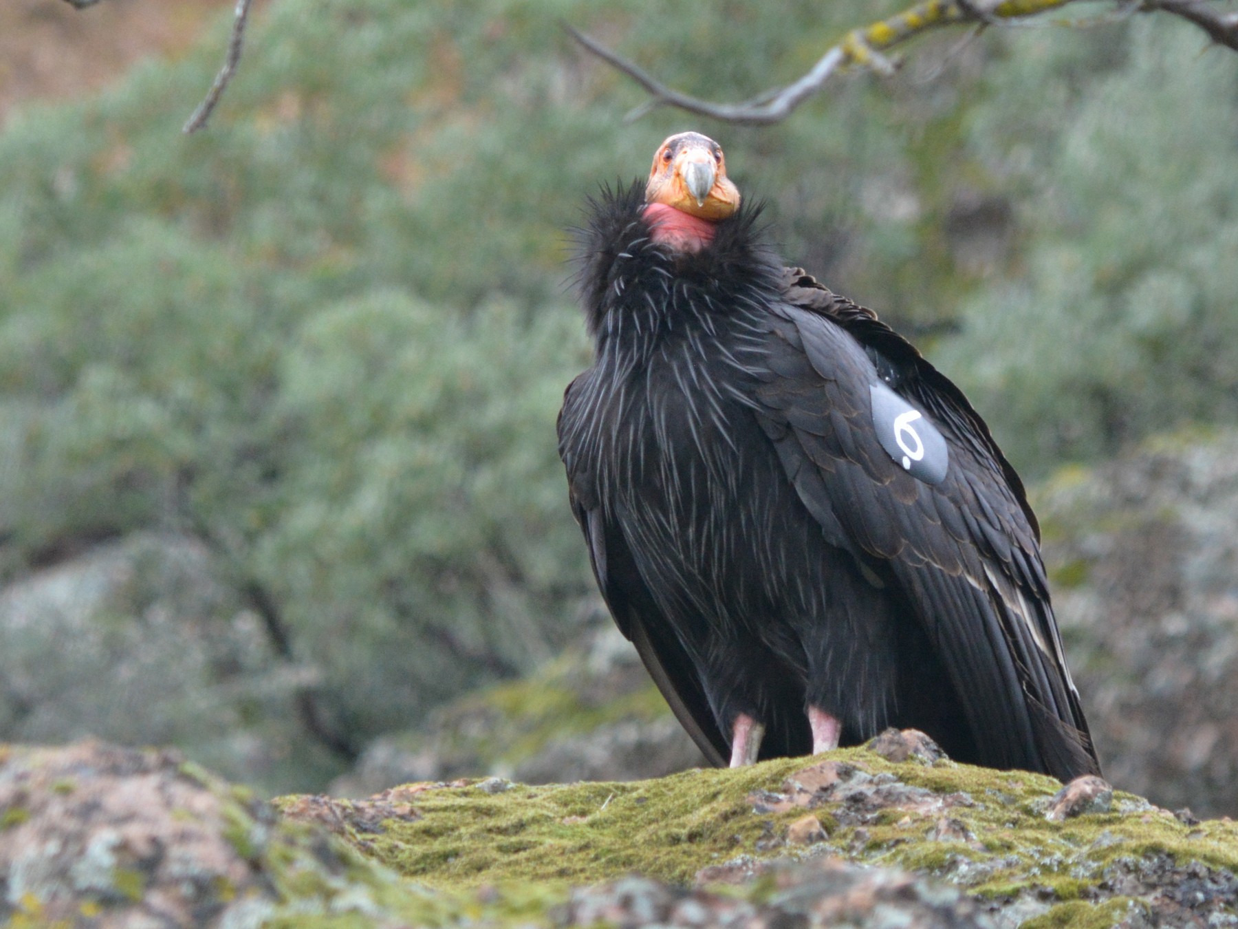 California Condor - Todd Plummer