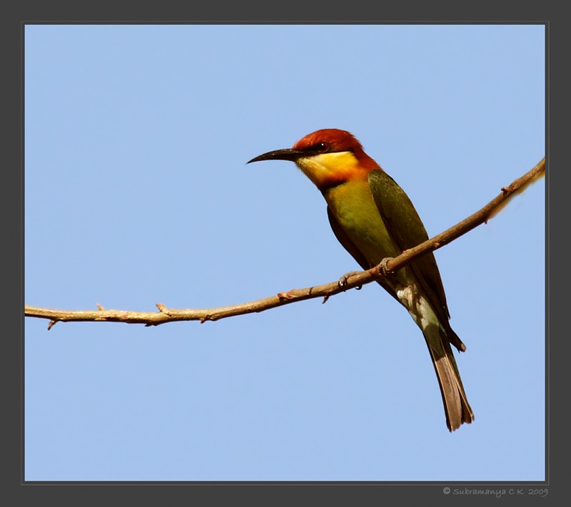 Chestnut-headed Bee-eater - Subramanya C K