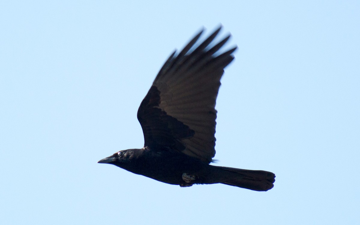 American Crow - ML70146041
