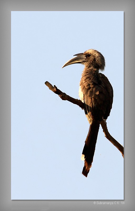Indian Gray Hornbill - Subramanya C K