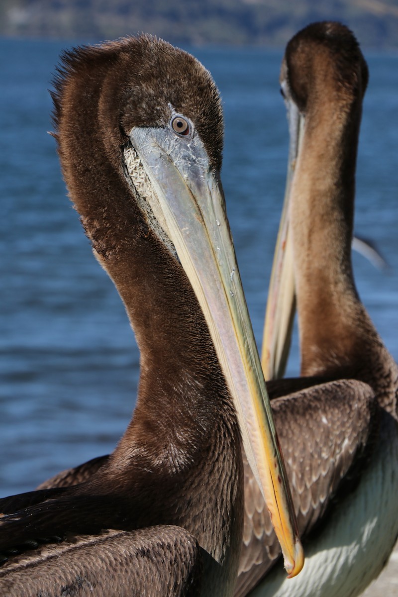Peruvian Pelican - ML70147541