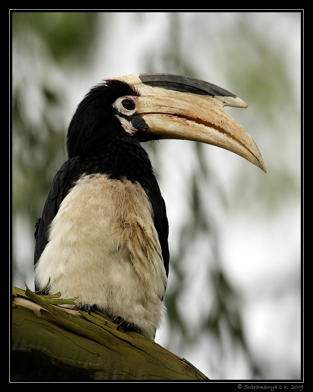 Malabar Pied-Hornbill - Subramanya C K