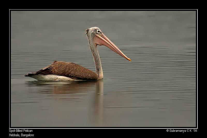 Spot-billed Pelican - Subramanya C K