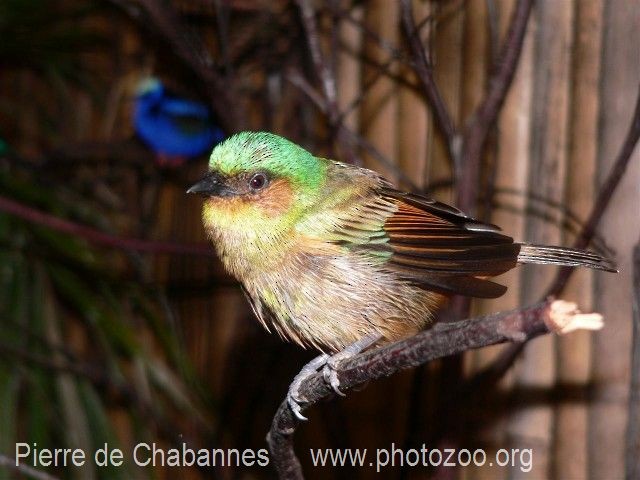 Rufous-cheeked Tanager - Pierre de Chabannes