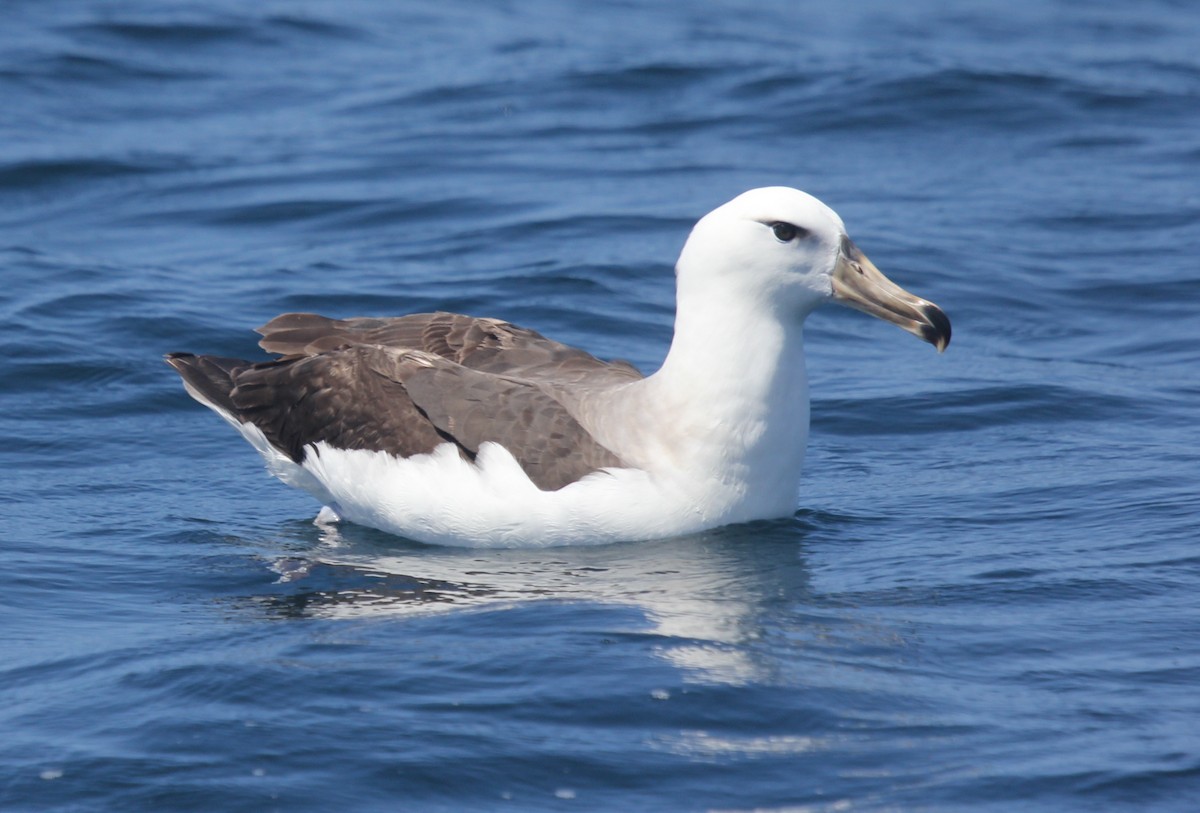 Black-browed Albatross - Rod MacKenzie