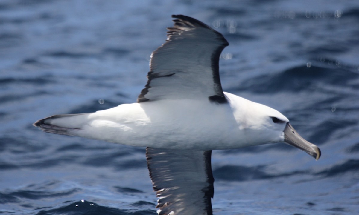 White-capped Albatross - Rod MacKenzie