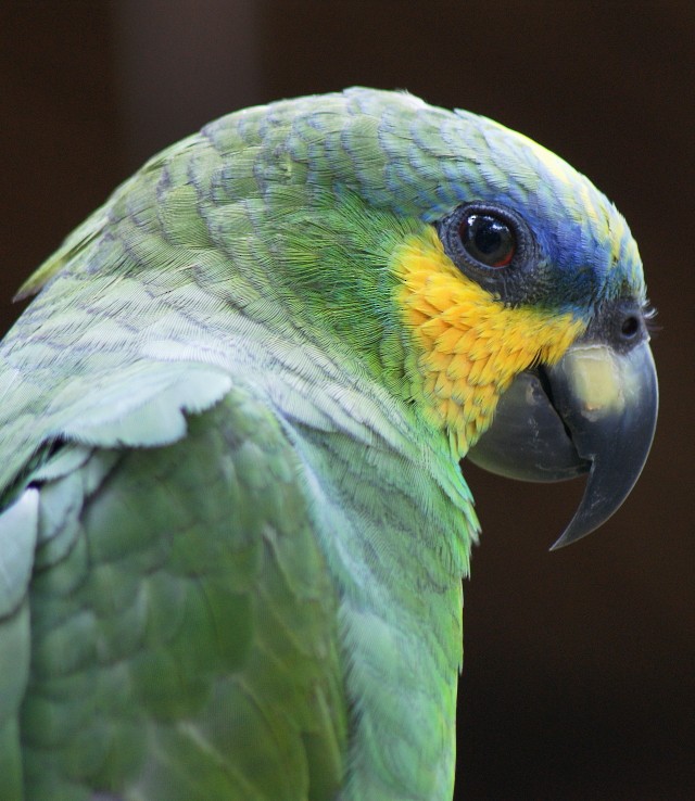 Orange-winged Parrot - Phil Gunson